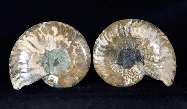 Cleoniceras (Grycia) besairiei COLLIGNON 1949 - Bild © FossNet FossilienStore